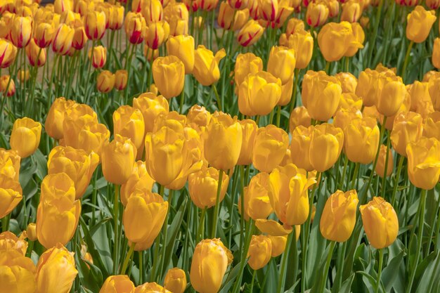 Le champ de tulipes aux Pays-Bas