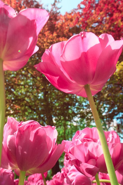 Le champ de tulipes aux Pays-Bas