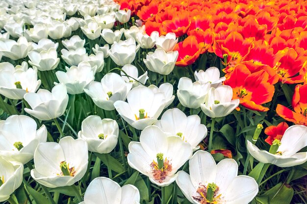 Le champ de tulipes dans le jardin fleuri de Keukenhof, Lisse, Pays-Bas, Hollande