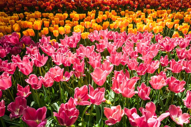 Photo gratuite champ de tulipes dans le jardin fleuri de keukenhof, lisse, pays-bas, hollande