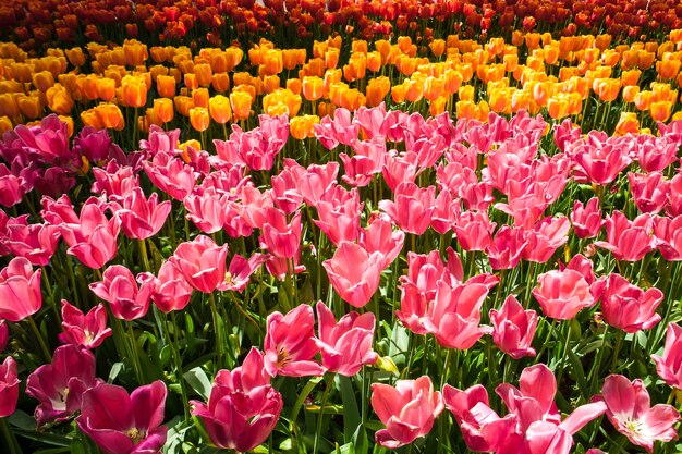 Champ de tulipes dans le jardin fleuri de Keukenhof, Lisse, Pays-Bas, Hollande