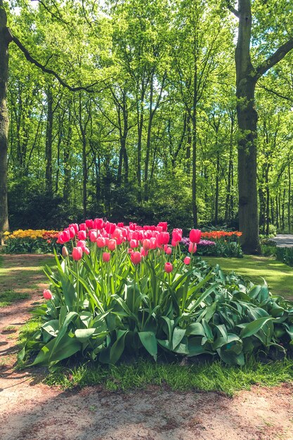 Champ de tulipes dans le jardin fleuri de Keukenhof, Lisse, Pays-Bas, Hollande