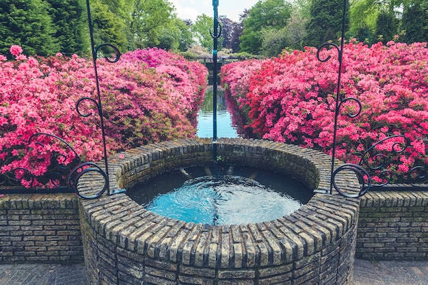 Photo gratuite le champ de tulipes dans le jardin fleuri de keukenhof