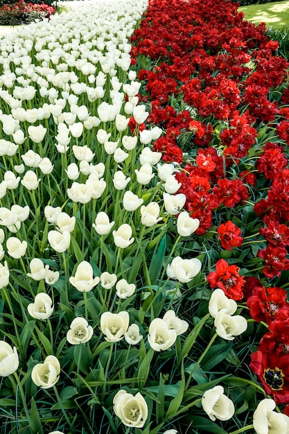 Champ de tulipes dans les jardins de Keukenhof, Lisse, Pays-Bas