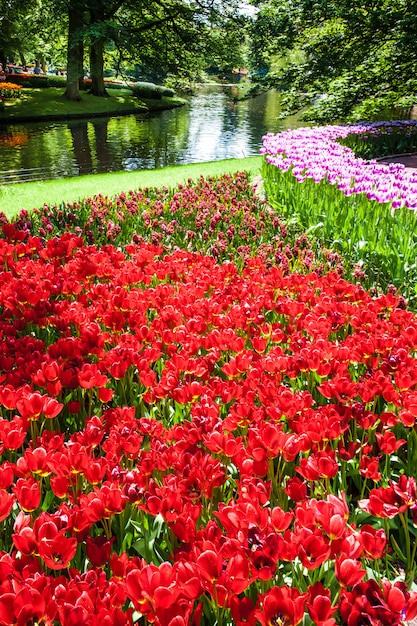 Champ de tulipes dans les jardins de Keukenhof, Lisse, Pays-Bas