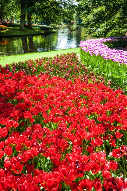 Champ de tulipes dans les jardins de Keukenhof, Lisse, Pays-Bas