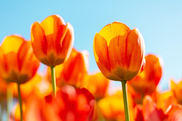 Un champ de tulipes orange de feu dans les rayons de la lumière du jour d'été