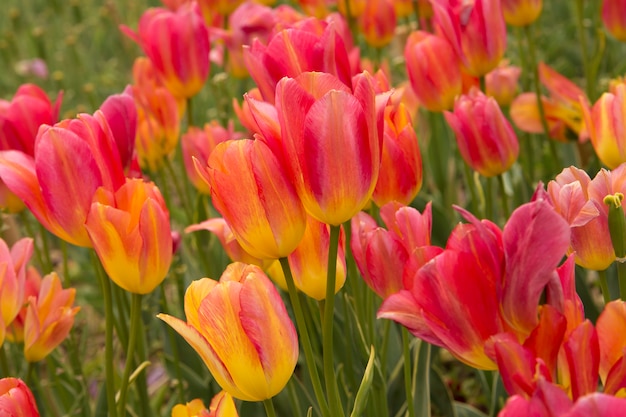 Champ avec des tulipes roses.