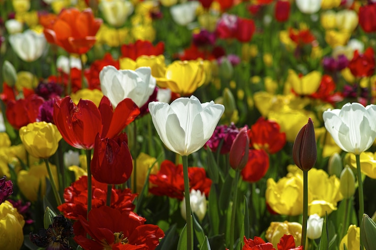 Photo gratuit champ de tulipes