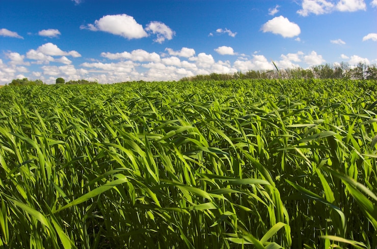 Photo gratuit champ vert avec des nuages