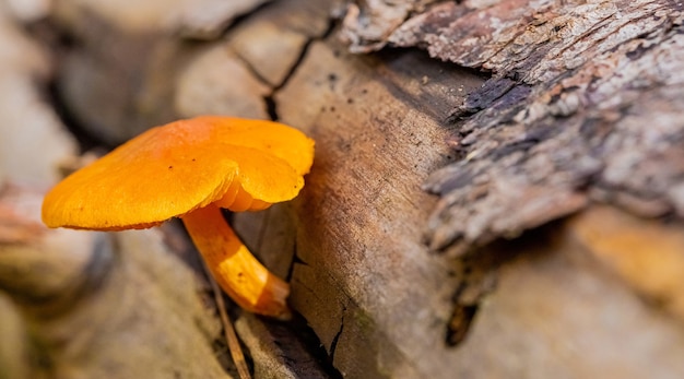 Champignon orange sur un tronc