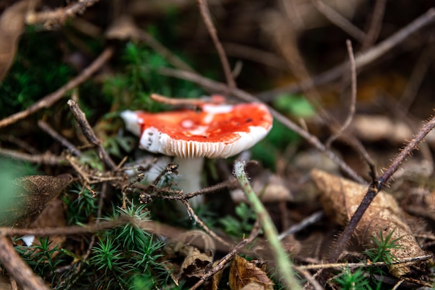 Photo gratuite champignon rouge parmi la lituanie dans la forêt macro shot