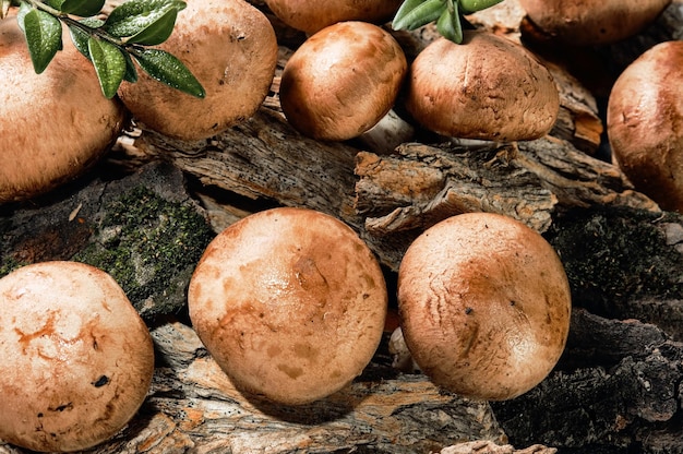 Champignons frais sur fond naturel, vue de dessus. Champignons bruns royaux en gouttes de pluie. L'idée de cultiver des aliments biologiques