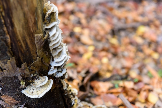 Photo gratuite champignons parasites sur le coffre