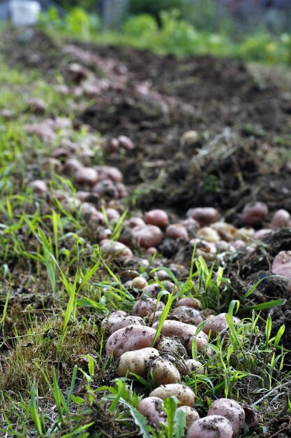 Les champignons poussent dans le champ