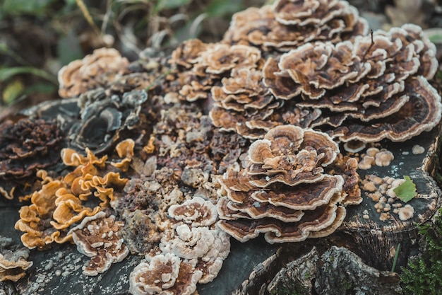 Photo gratuite champignons à queue poussant sur une souche d'arbre