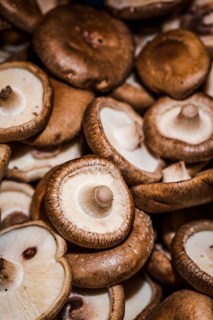 Champignons sains récolte biologique en ventes