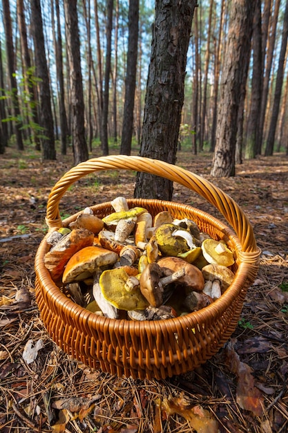 Photo gratuite champignons