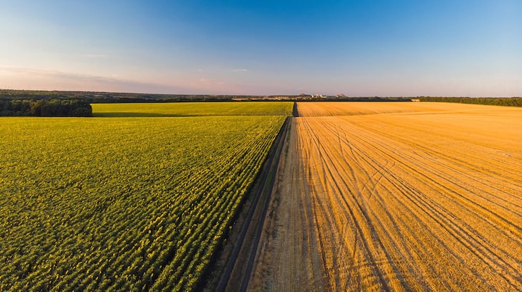 Photo gratuit champs agricoles colorés d'en haut tournesol blé seigle et maïs