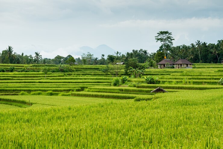 Photo gratuit champs de riz à bali