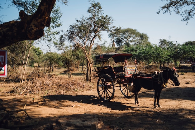 chariot de cheval pour le voyage