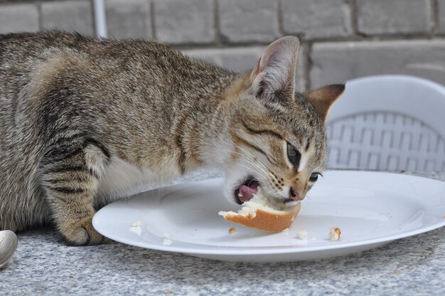 Chat Chat Noir Maladivement Moche Photo Premium