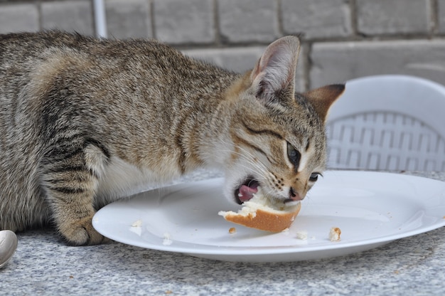 Chat Chat Noir Maladivement Moche Photo Premium Chat Chat Noir Maladivement Moche Photo Premium
