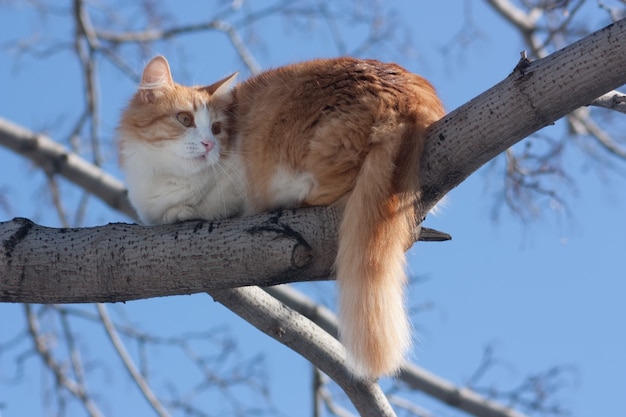 Photo gratuite chat sur un arbre