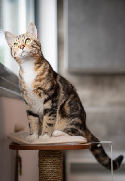 Chat assis sur des meubles regardant par la fenêtre.