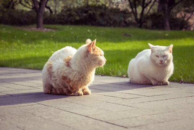 Chat assis sur un sentier pédestre