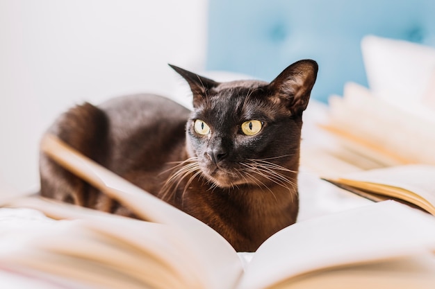 Chat au milieu des livres