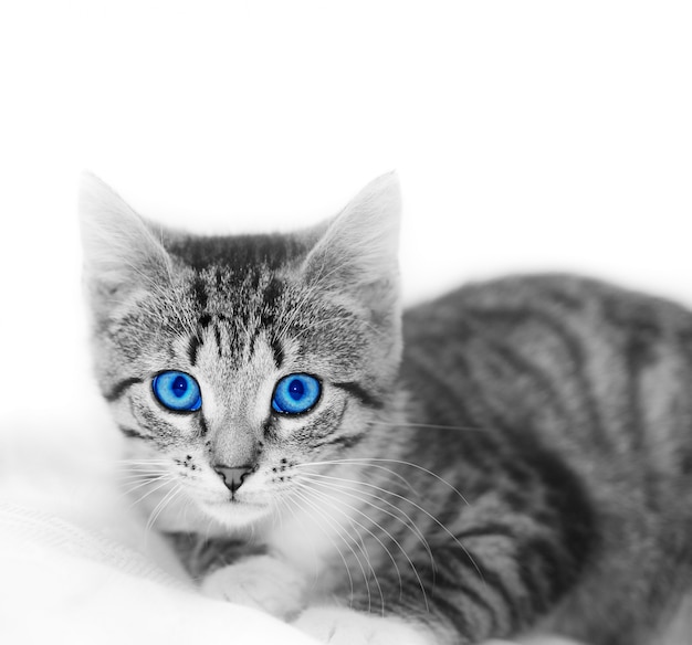 Photo gratuite chat aux yeux bleus