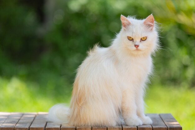 Chat blanc dans le jardin