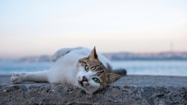 Chat blanc errant aux yeux verts émeraude se reposant sur le rivage de la plage de pierre au coucher du soleil