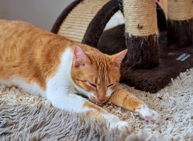 Chat blanc et gingembre mignon dormant sur un tapis