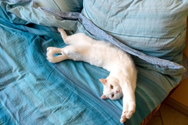 Un Chat Leve Sa Patte Avant Droite Photo Premium Un Chat Leve Sa Patte Avant Droite Photo Premium