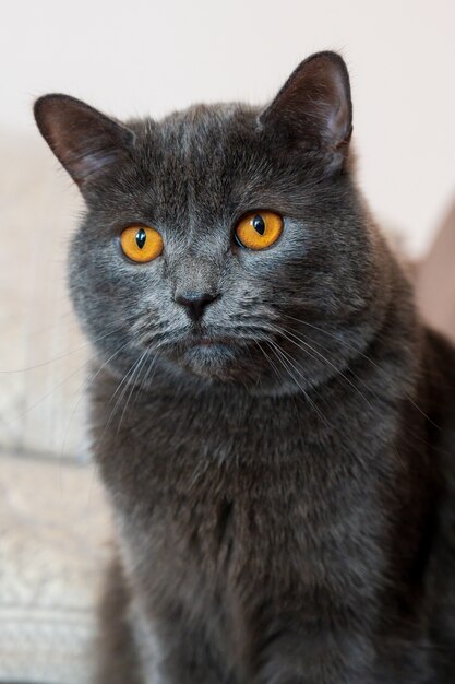 Chat British shorthair