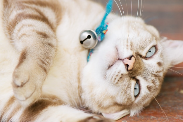 Chat brun se repose dans une posture bizarre.