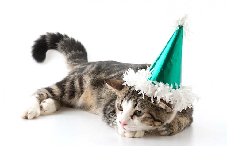 Photo gratuit chat avec chapeau de fête