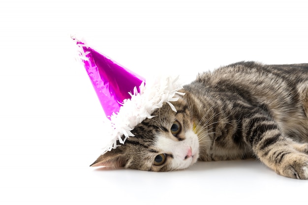 Chat avec chapeau de fête