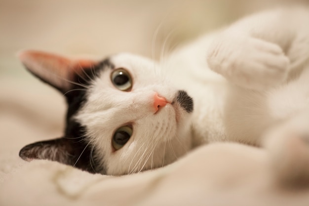 Chat couché sur le lit