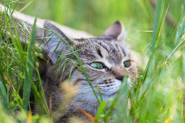 Photo gratuite chat dans l'herbe