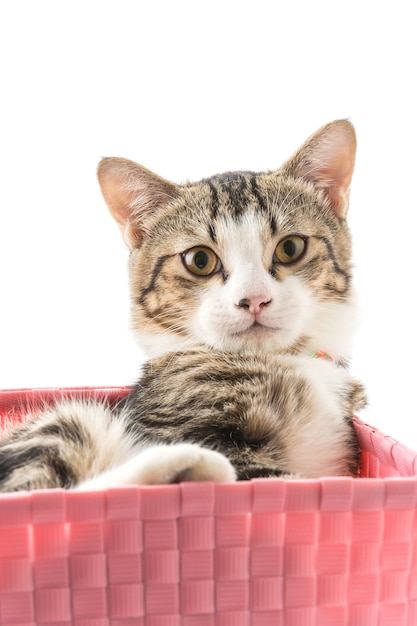 Chat dans le panier