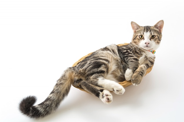 Chat dans le panier