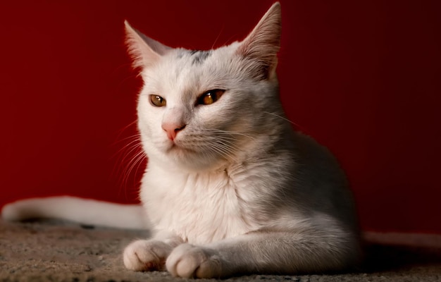 Chat domestique blanc faisant un visage grincheux devant le fond rouge de la caméra