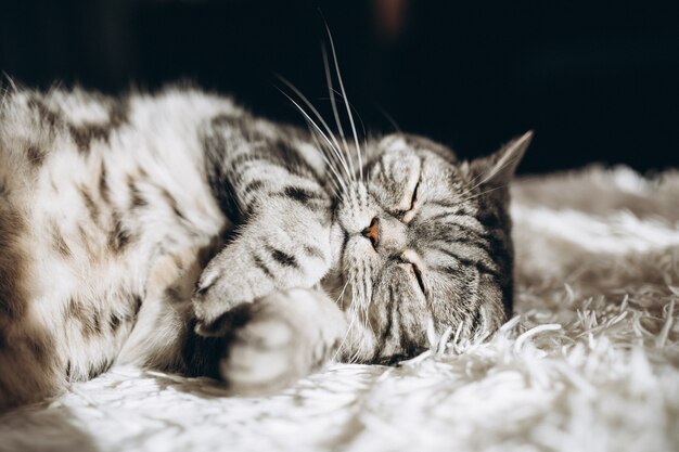 Chat domestique endormi sur le canapé