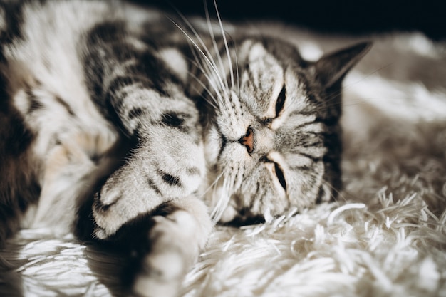 Chat domestique endormi sur le canapé