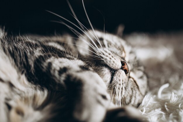 Chat domestique endormi sur le canapé