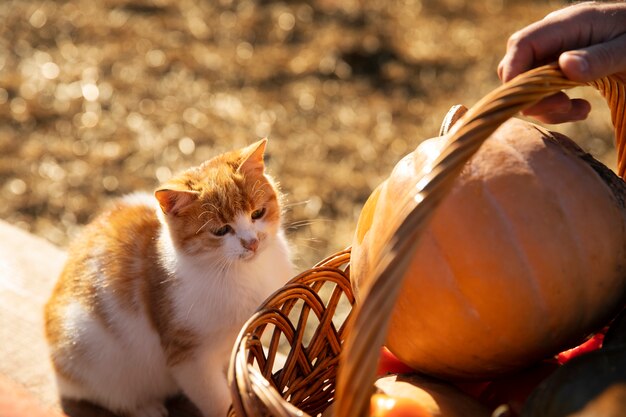 Le chat à la ferme s'intéresse au panier de légumes