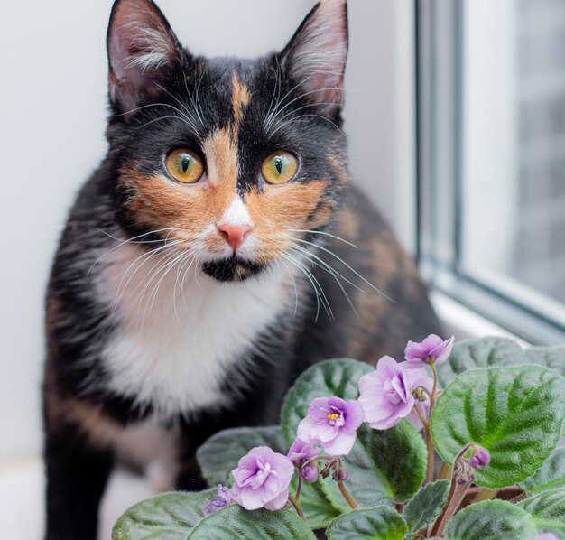 Chat Et Fleur A La Maison Dans Un Pot Animaux Et Fleurs De Maison Harm De Ho Me Fleurs Pour Chats Chat Tricolore Photo Premium